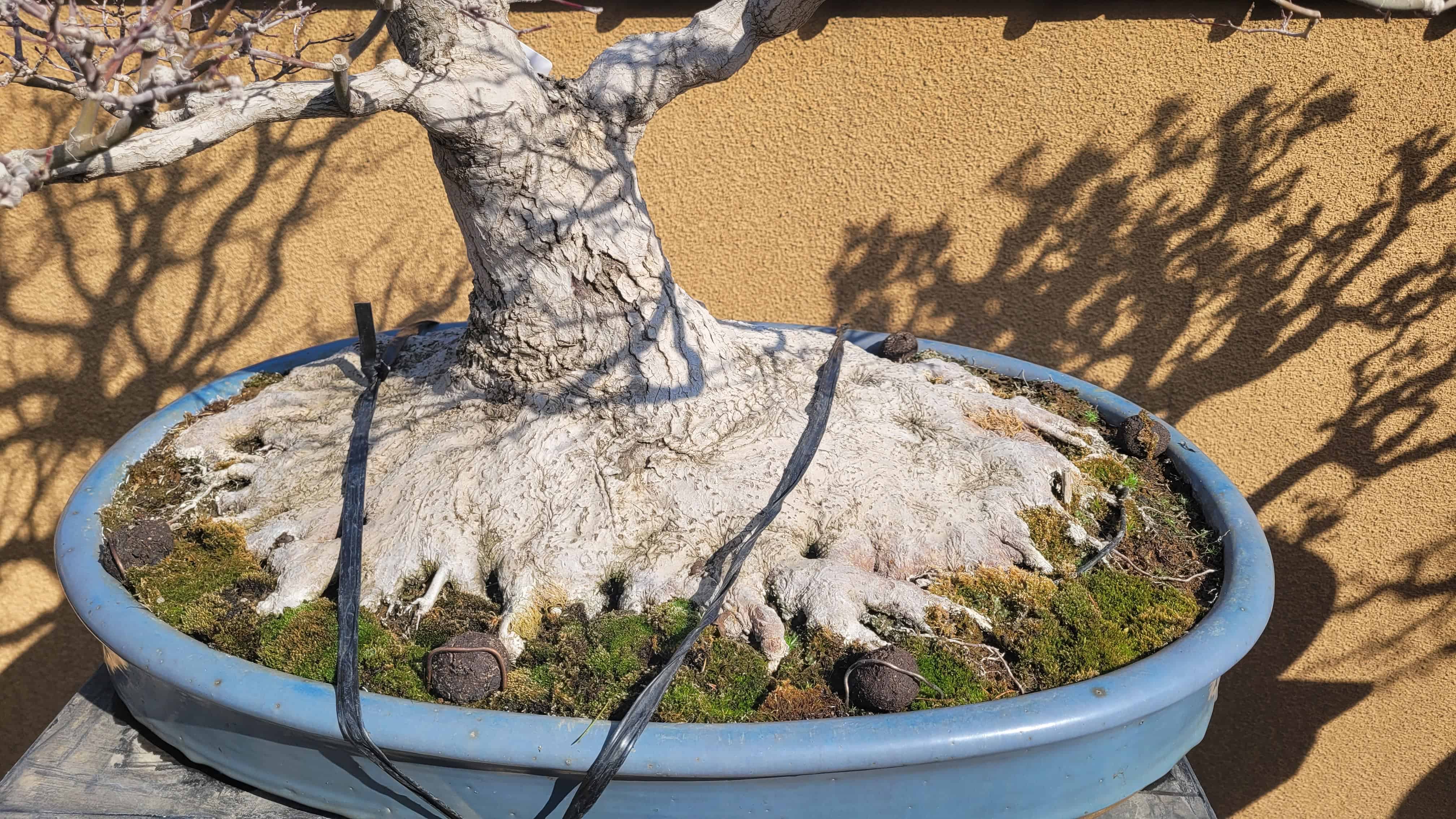 An interesting unknown bonsai tree from unknown in Japan