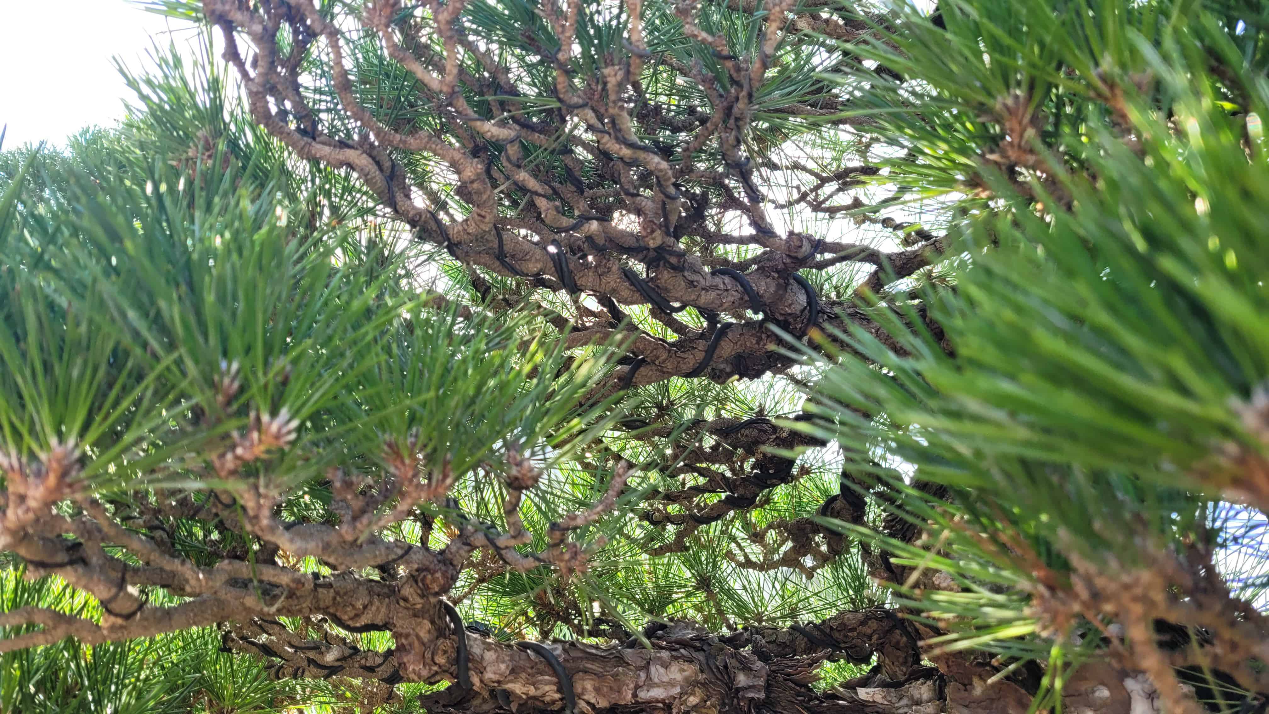 An interesting unknown bonsai tree from unknown in Japan