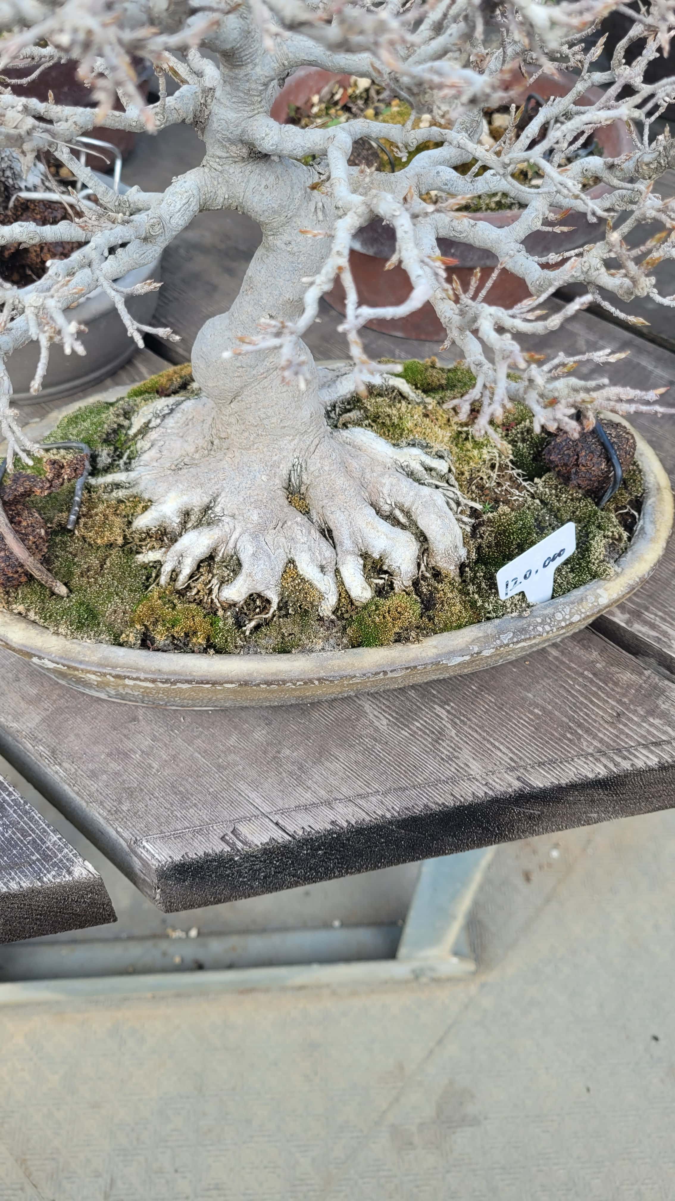 An interesting unknown bonsai tree from unknown in Japan