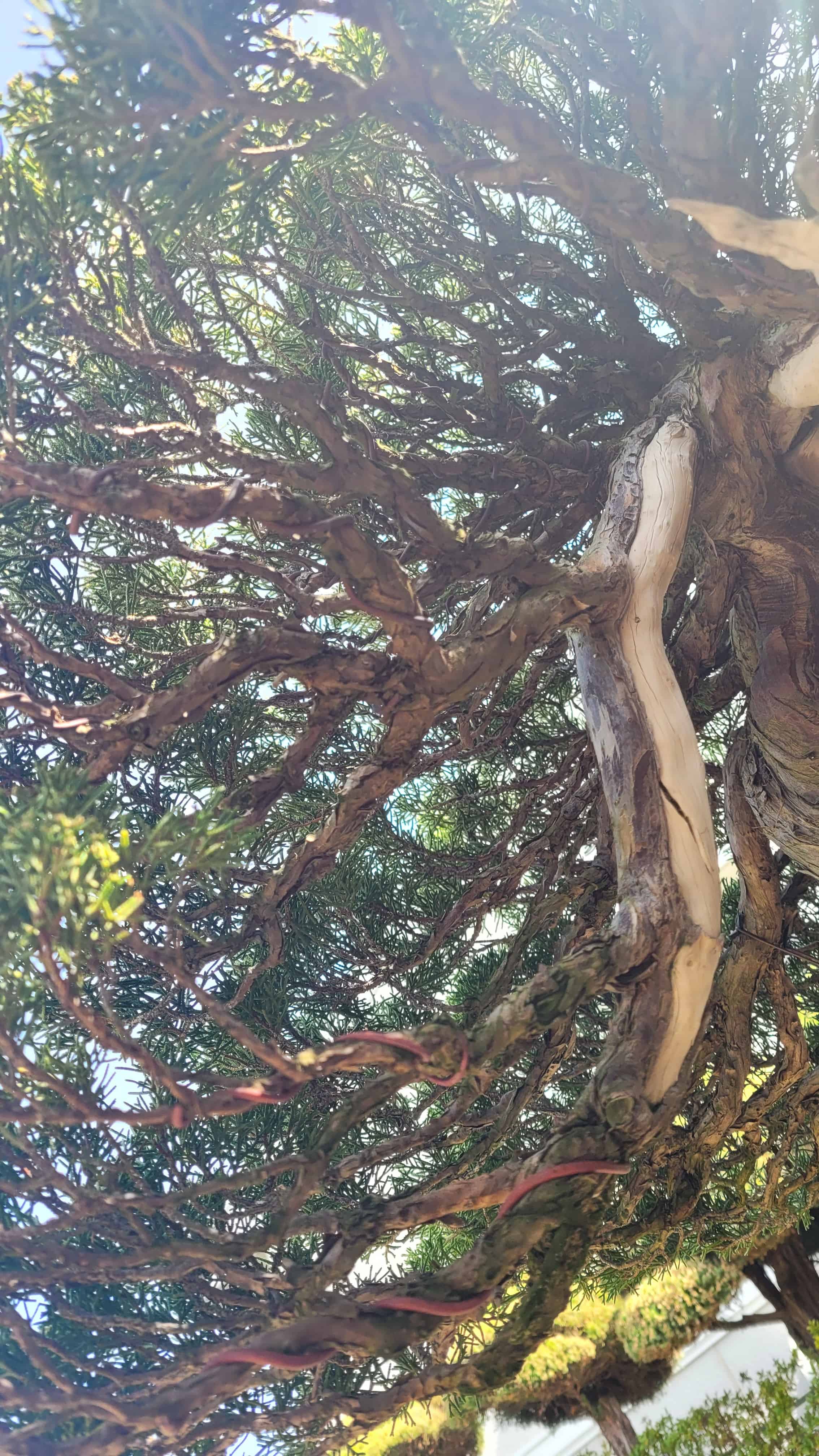 An interesting unknown bonsai tree from unknown in Japan