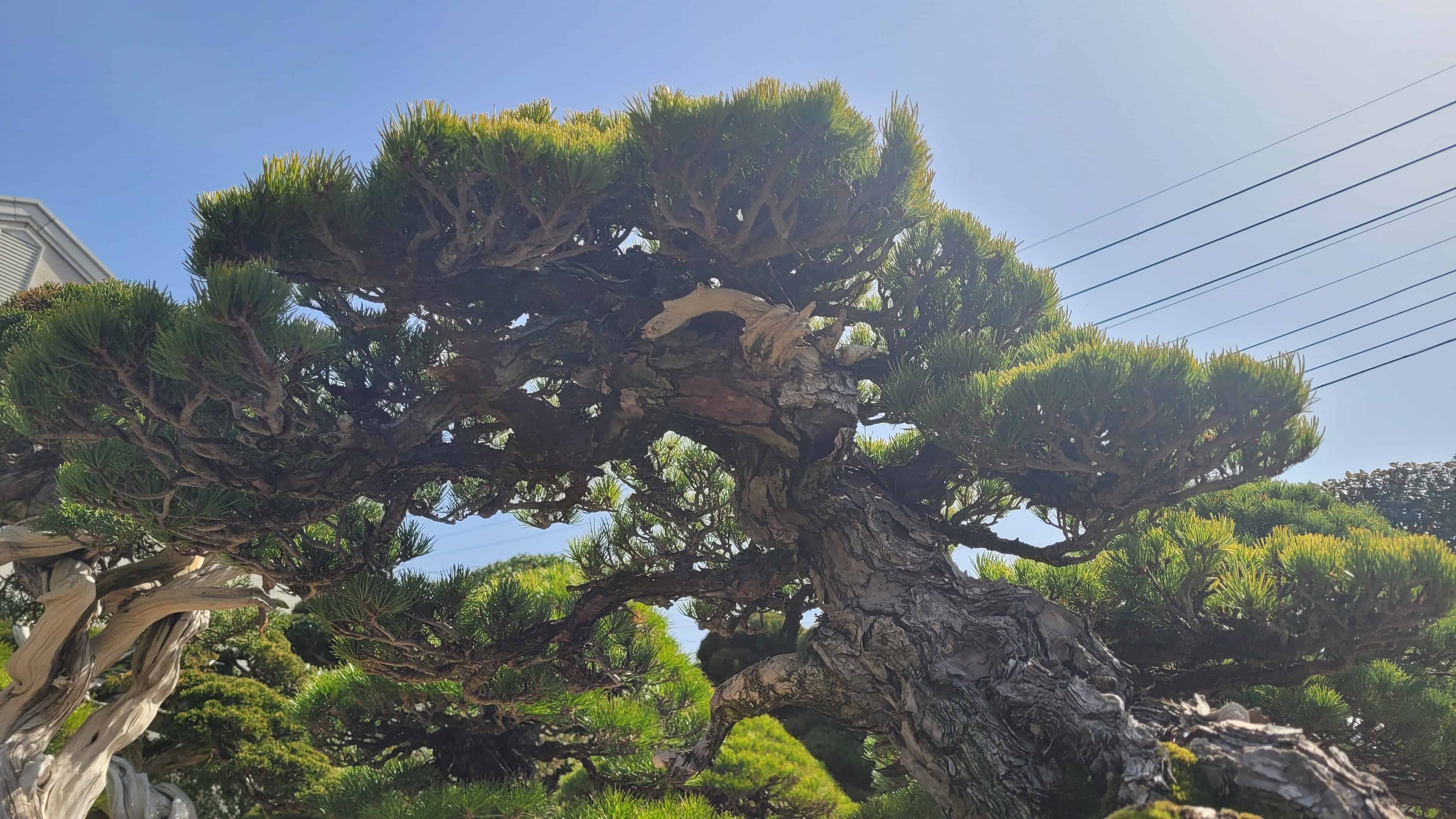 An interesting unknown bonsai tree from unknown in Japan