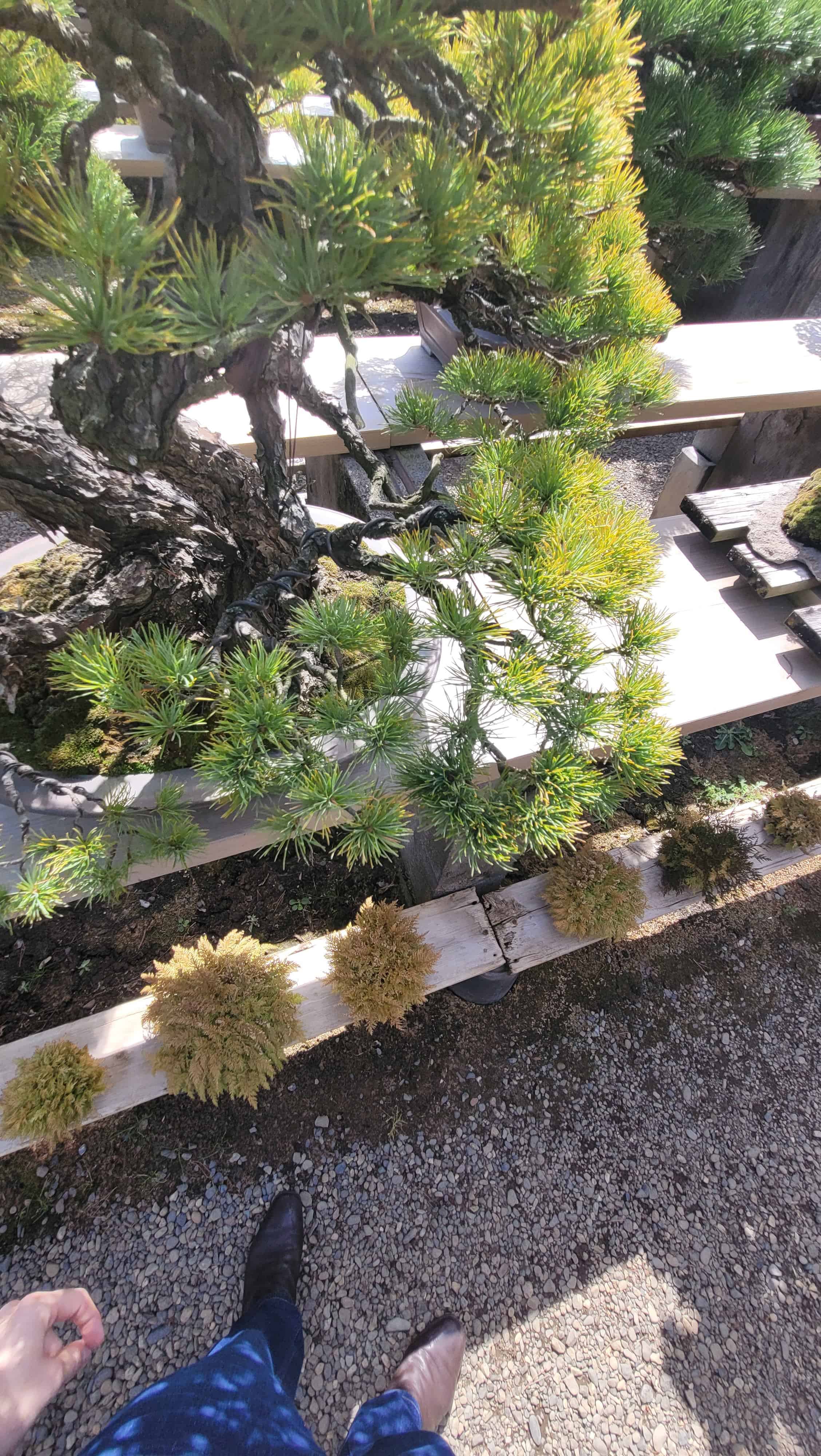 An interesting unknown bonsai tree from unknown in Japan