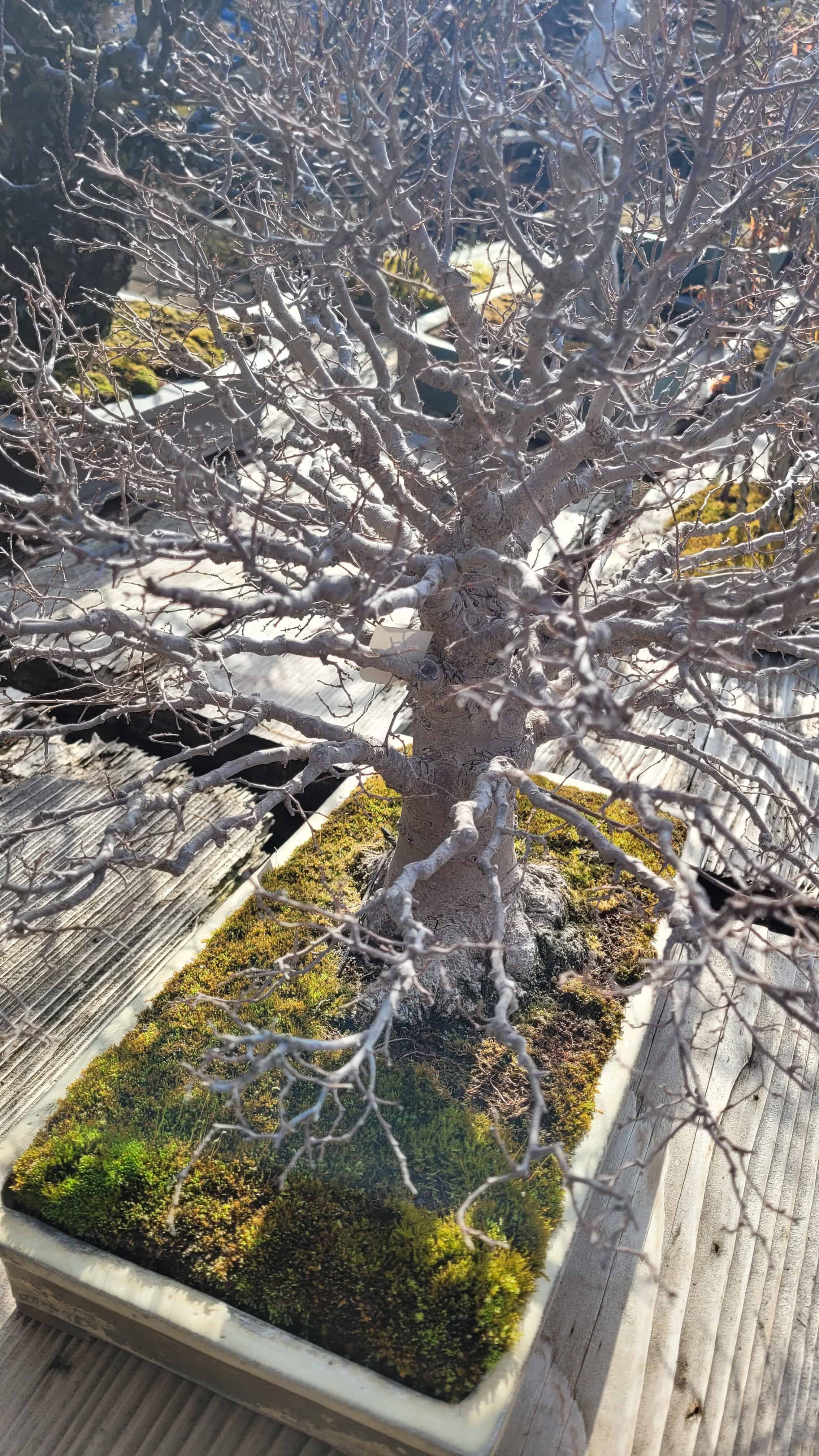 An interesting unknown bonsai tree from unknown in Japan