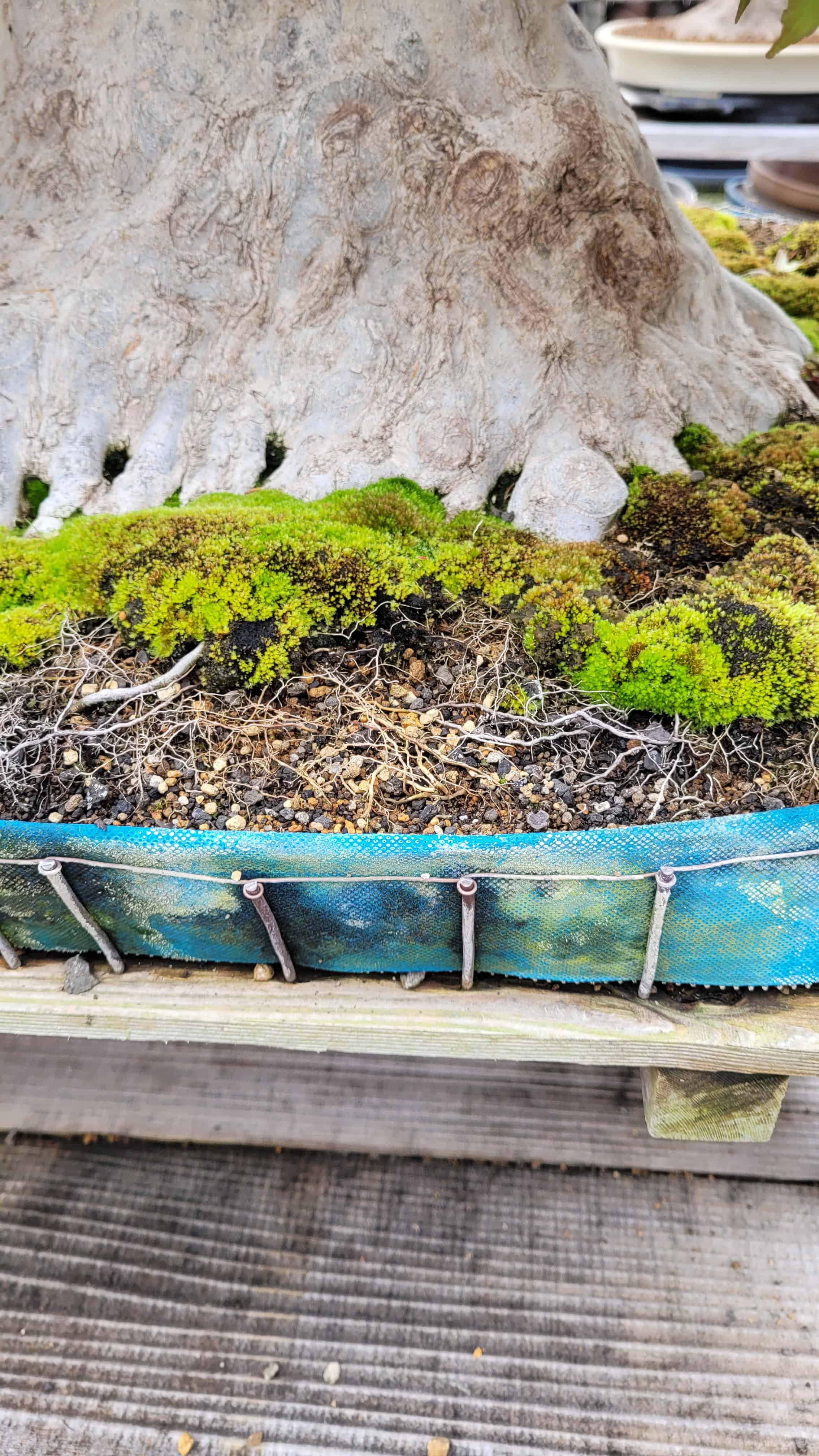 An interesting unknown bonsai tree from unknown in Japan